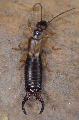 Forficula auricularia